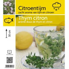 Thymus x citriodorus 'Lemon'
