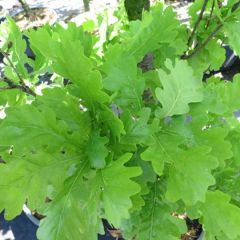 Quercus robur ‘Fastigiata Koster'
