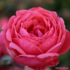 Rosa 'Garten Princess Marie José'® 