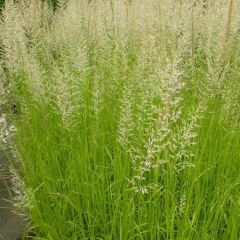 Calamagrostis acutiflora ‘Waldenbuch’