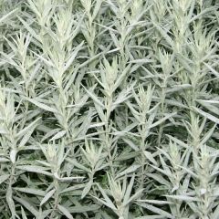 Artemisia ludoviciana  ‘Silver Queen’