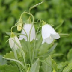 Campanula cochleariifolia  ‘White Baby’