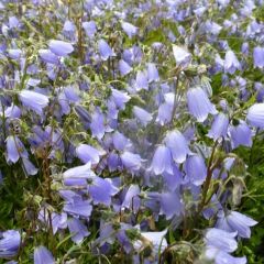 Campanula cochleariifolia ‘Blue’