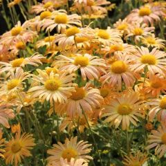 Chrysanthemum (R) ‘Mary Stoker’