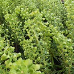 Euphorbia characias ‘Forescate’