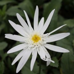Leucanthemum (S) ‘Christine Hagemann’