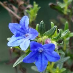 Lithodora diffusa ‘Heavenly Blue’