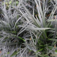 Ophiopogon planiscapus ‘Niger’