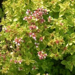 Origanum vulgare  ‘Thumble’s Variety’