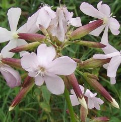 Saponaria officinalis ‘Alba Plena’