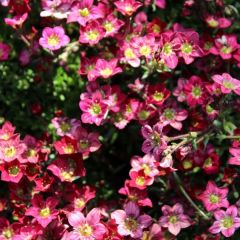 Saxifraga arendsii ‘Blütenteppich’
