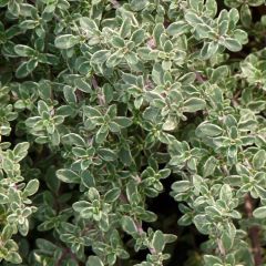 Thymus citriodorus ‘Silver Queen’