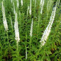 Veronica longifolia ‘Schneeriesin’