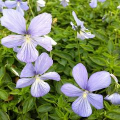 Viola cornuta ‘Boughton Blue’