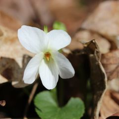 Viola odorata ‘Alba’