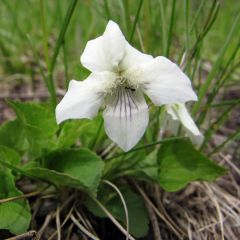 Viola sororia ‘Albiflora’
