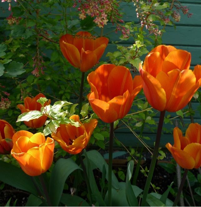 Tulipe Annie Schilder  L'Épicerie du Jardin